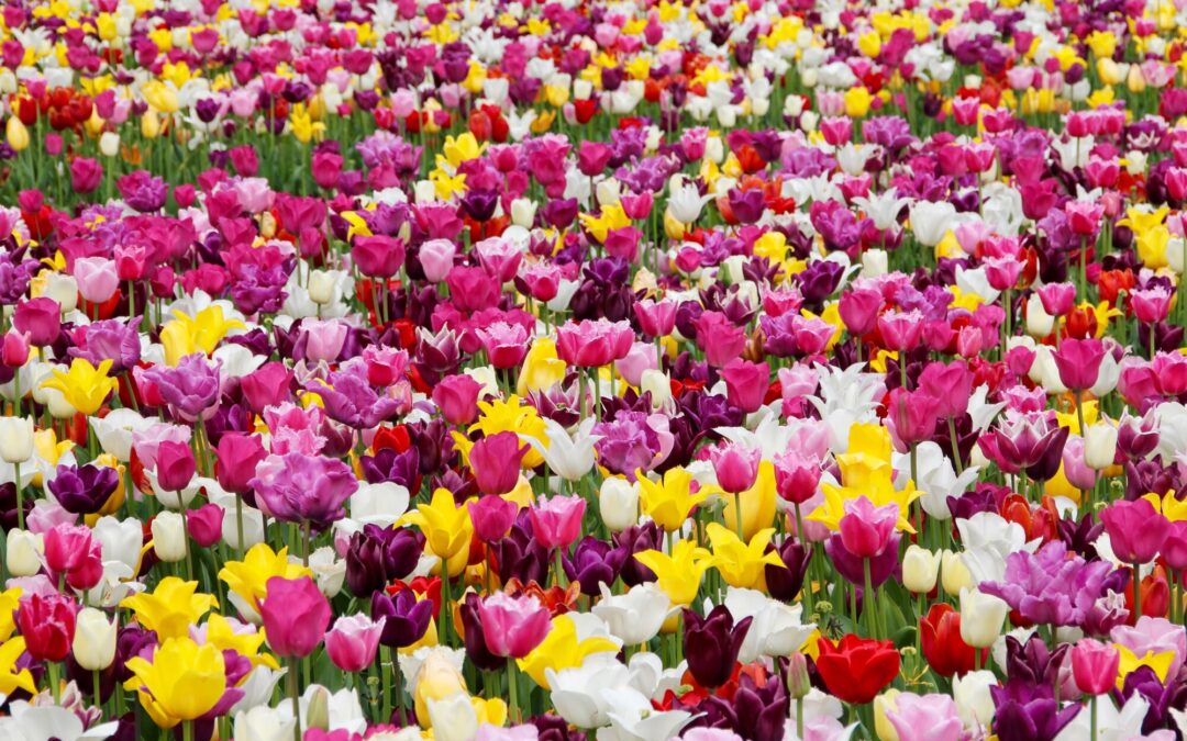 Plan Your Trip To The Magnificent Carlsbad Flower Fields: Everything You Need To Know