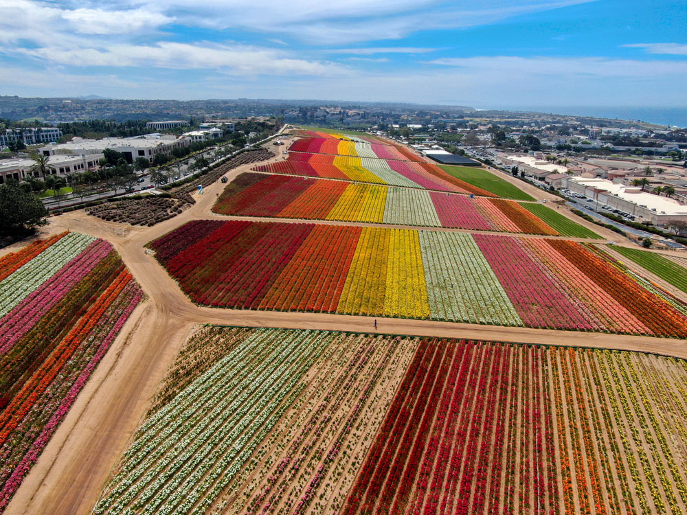 Admission Prices for Carlsbad Flower Fields