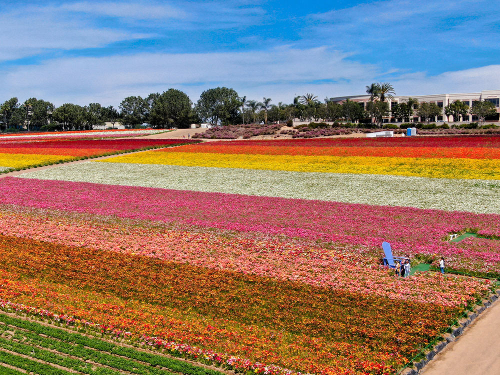 Take Photos at Carlsbad Flower Fields