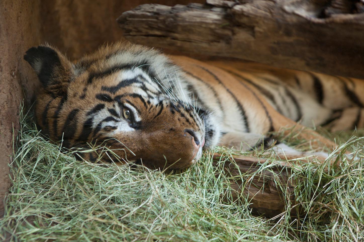 Tiger Habitat at the San Diego Zoo