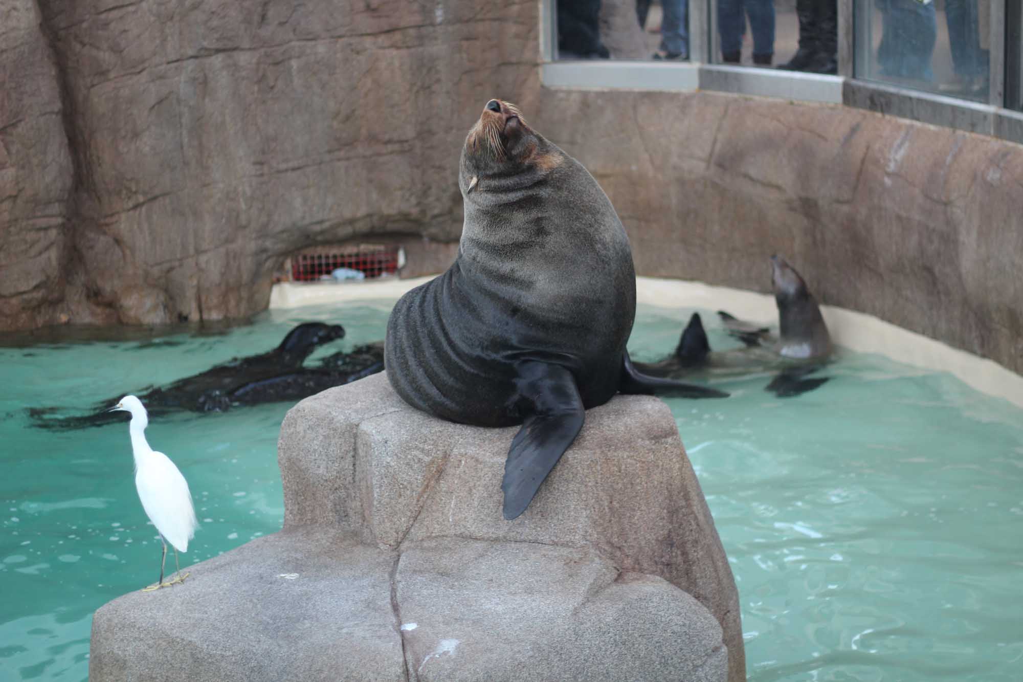 A Seal at the San Diego Zoo