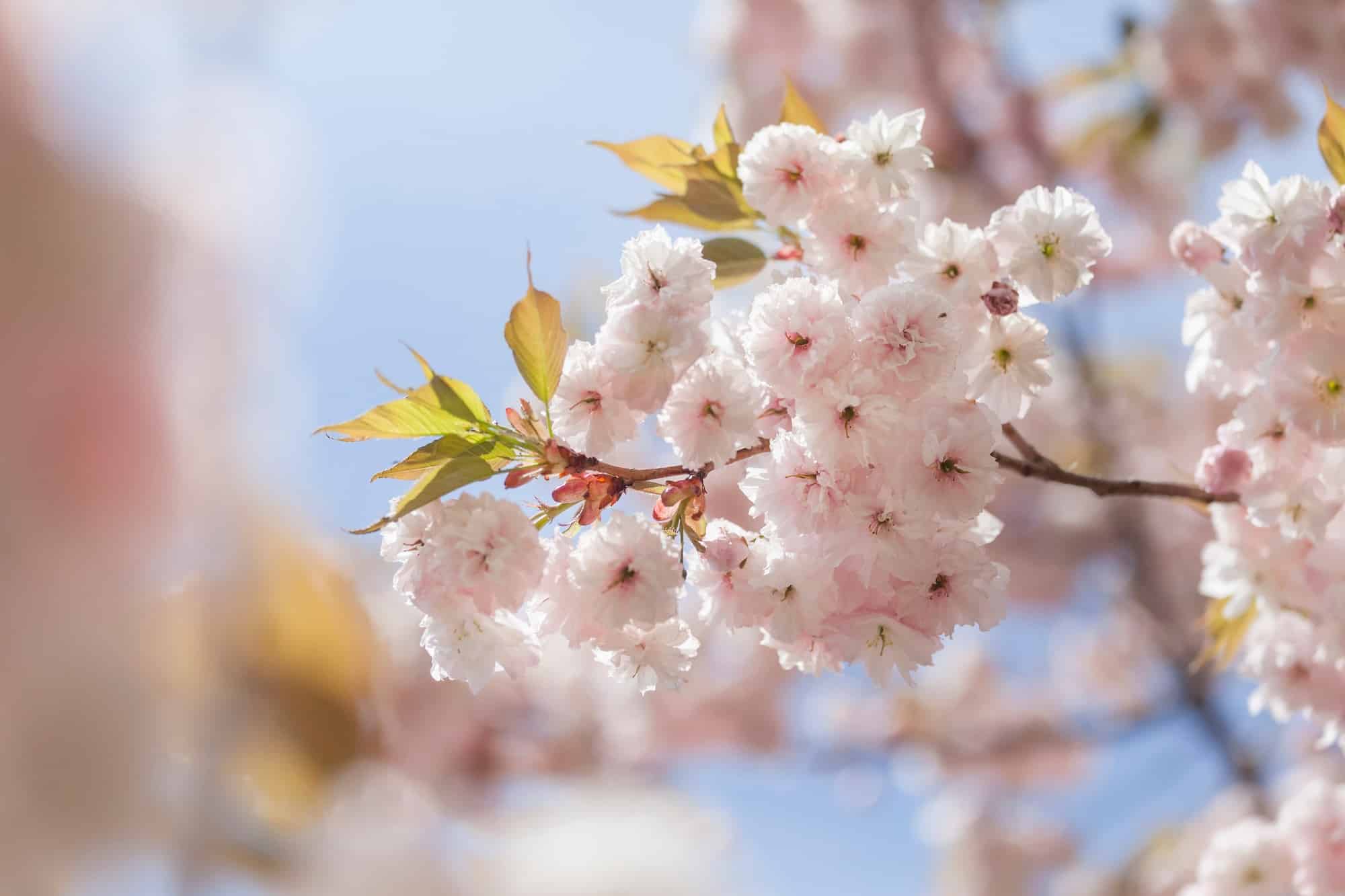 Step Into a Fairytale: San Diego’s Enchanting Cherry Blossom Festival