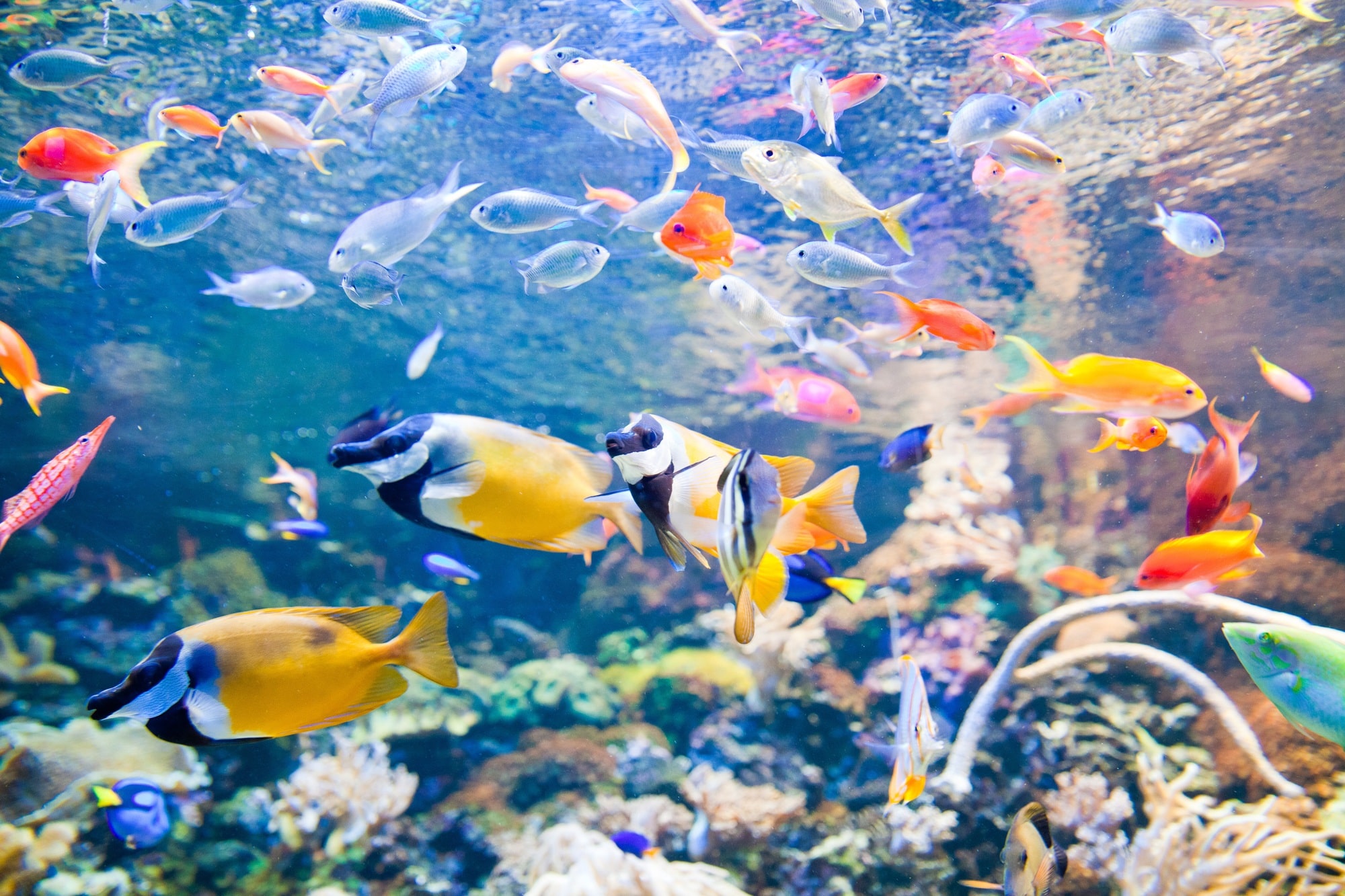 Birch Aquarium at Scripps